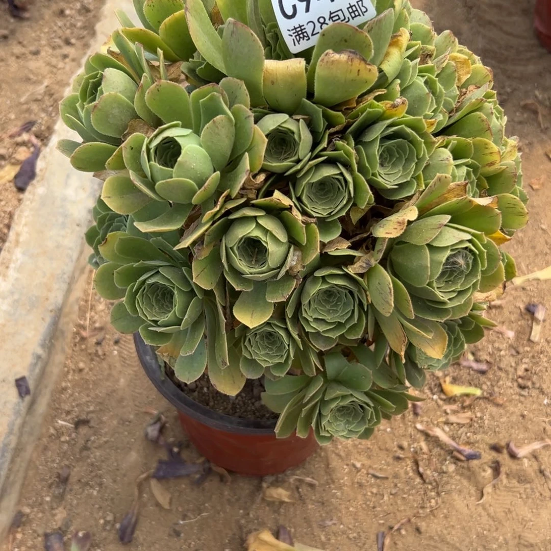 948多肉    绿羊绒