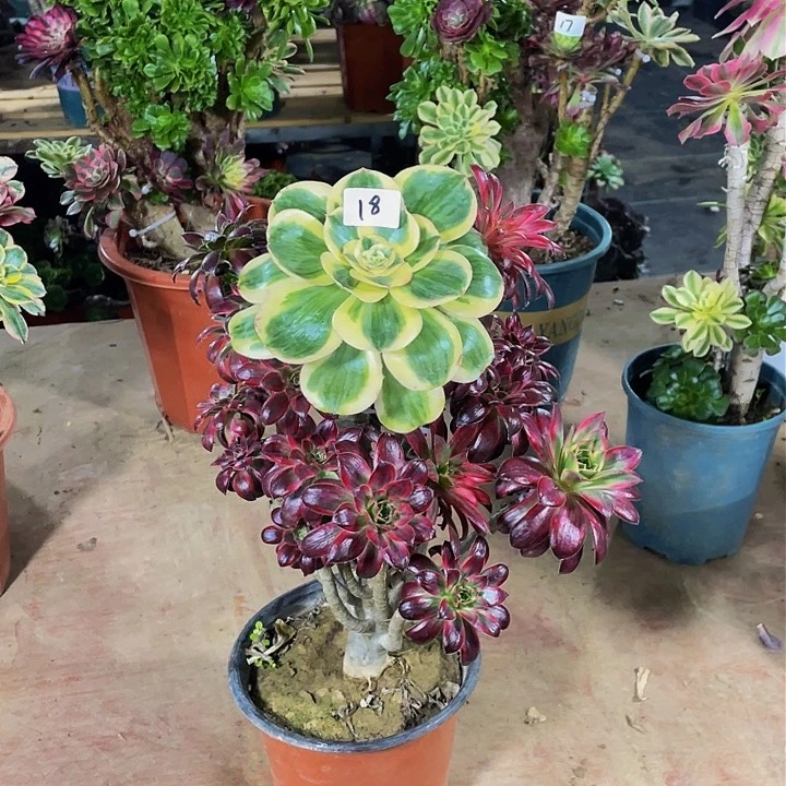 梦*架接法师一个18号