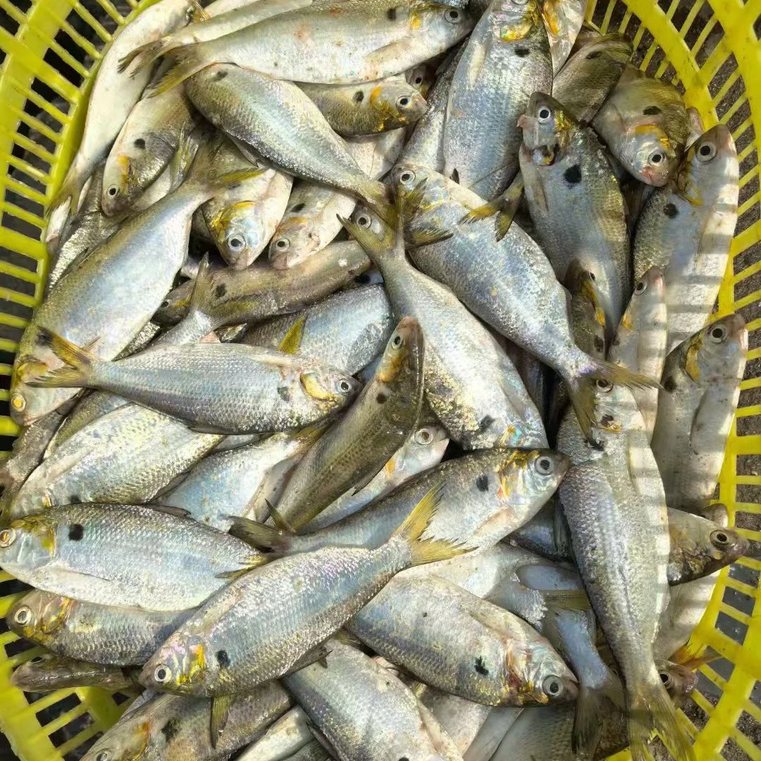 本港新鲜黄鱼帮洗杀真空包装顺丰冷链包邮