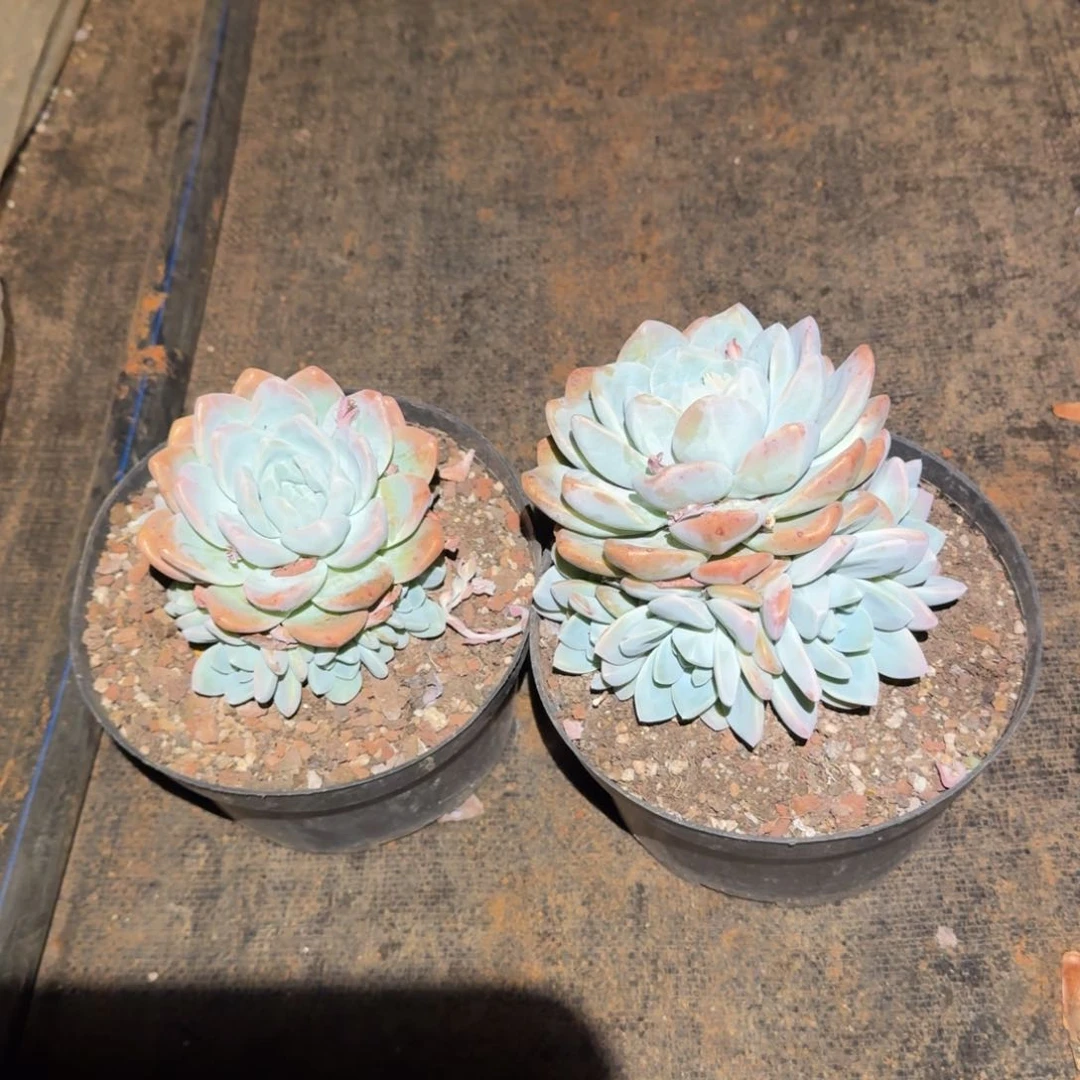 不开花植物黑盆手捧冰玉