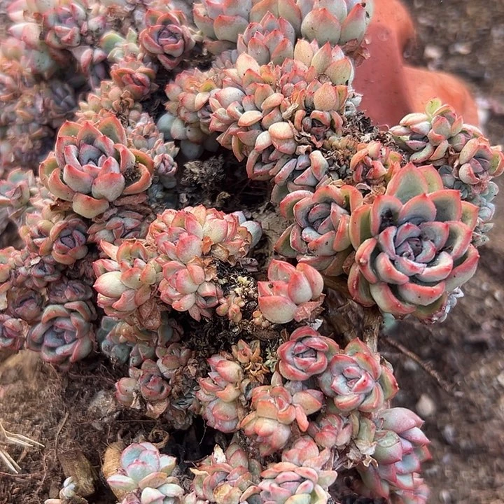 无花朵莎莎朵缀。