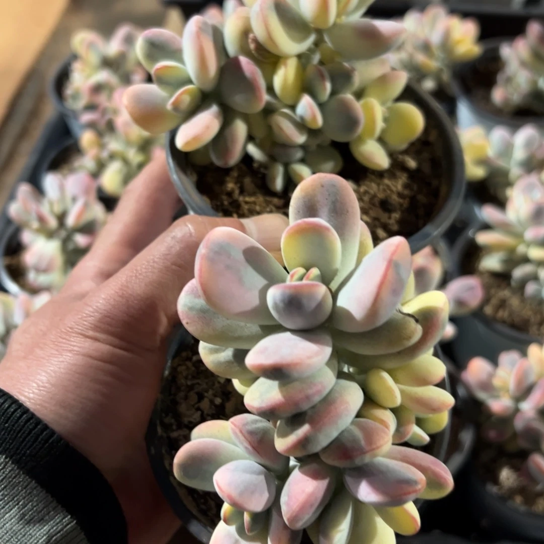 陈*淘多肉乒乓福娘饰景二个