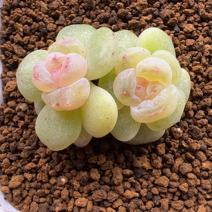 梨膏糖，一物一拍精品糖心，尺寸不大介意勿拍