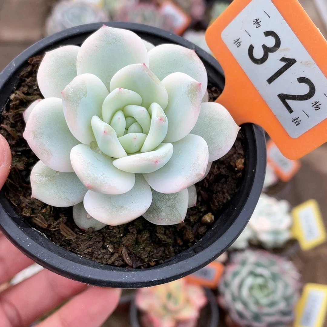 【闪购商品】312号