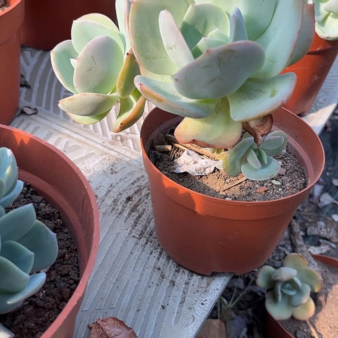 【闪购商品】无花朵G**✨