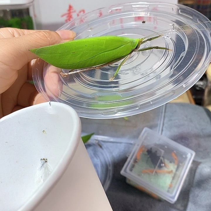 长须素背一只包邮