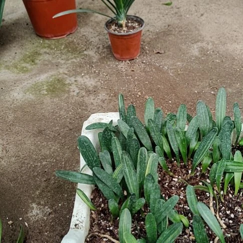 当前无花栽培后可以开花