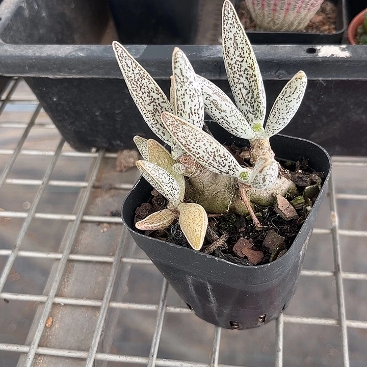 夜***章我也不知道我为什么要这样