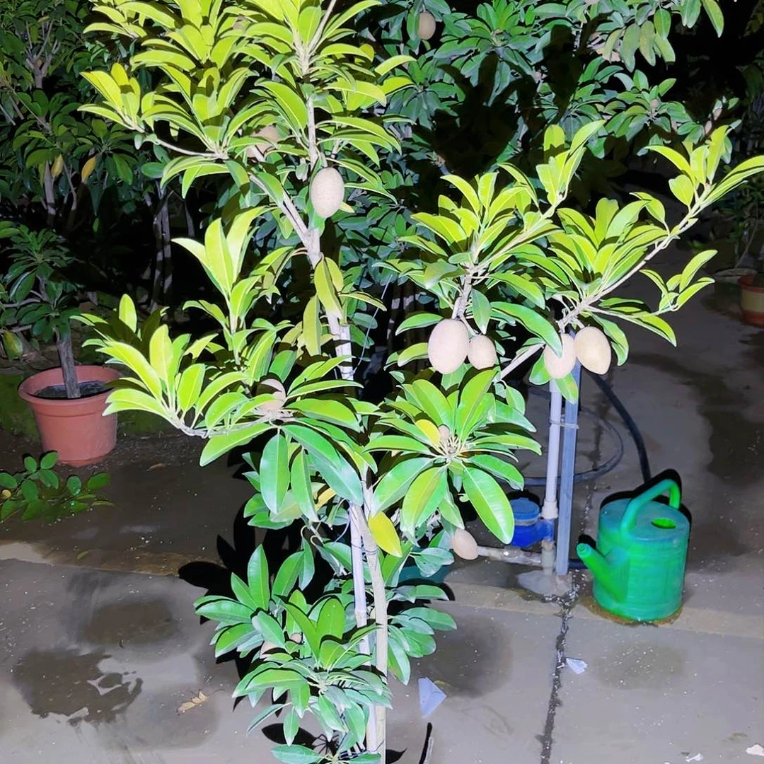 回***来果苗。果苗。果苗6666