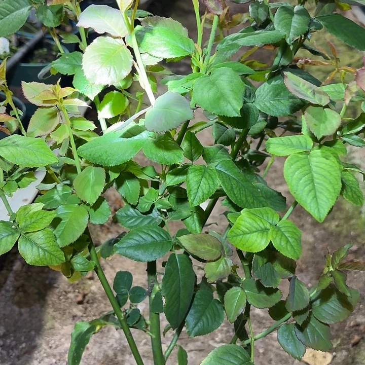 无花朵东方美人中苗