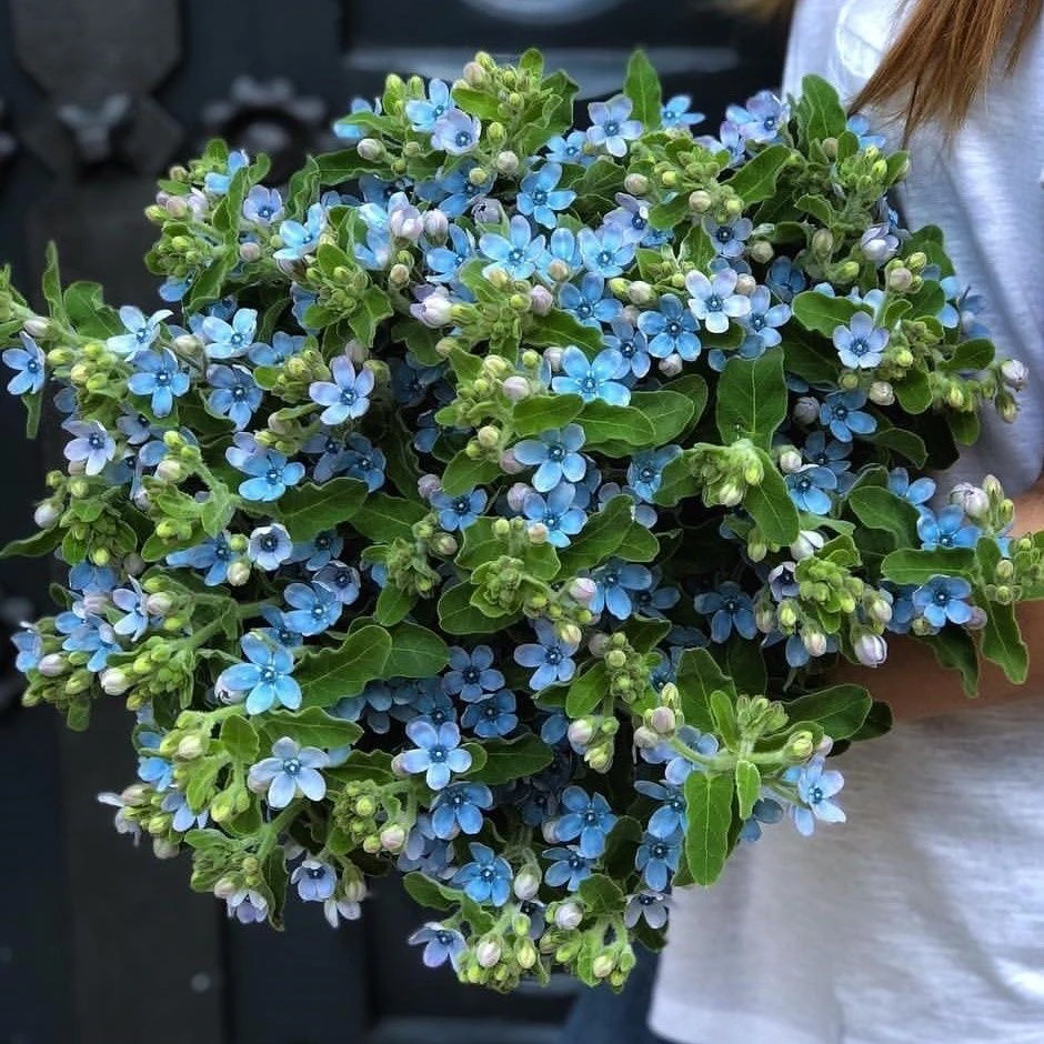 蓝星花鲜花云南直发昆明直批基地斗南花市插花水养花束家庭配花