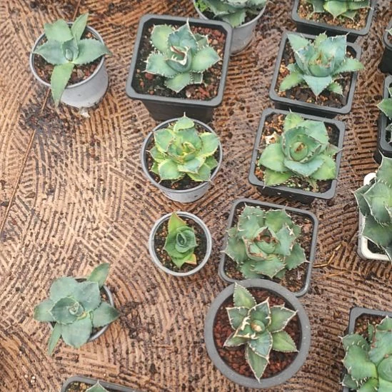 籽播精品龙舌兰精品