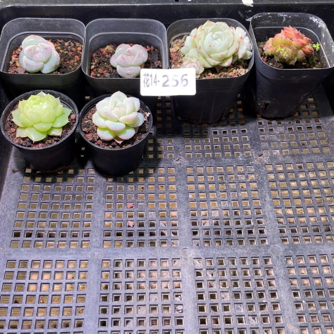 花利美14-256框拍6颗