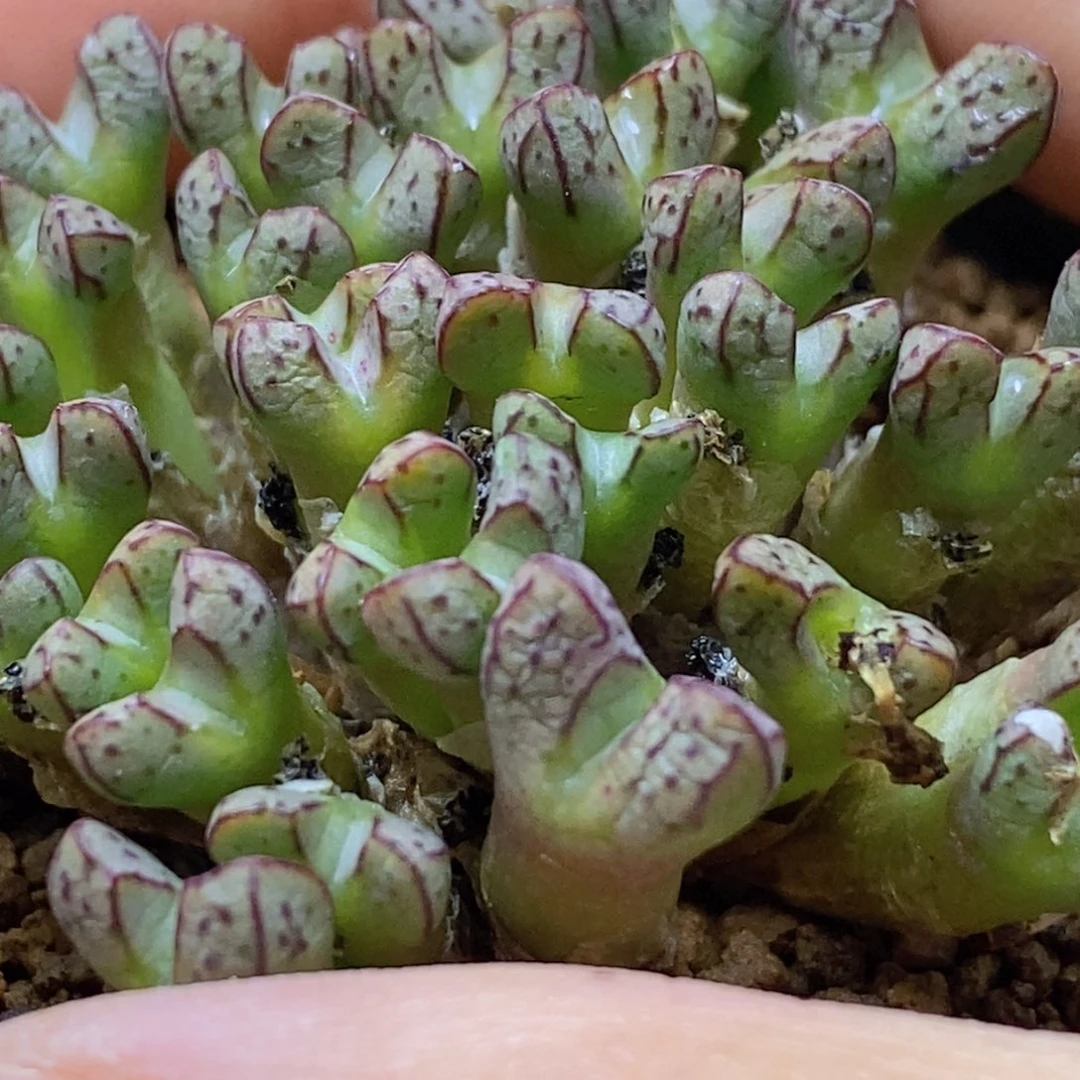 海伦娜海伦娜海伦娜