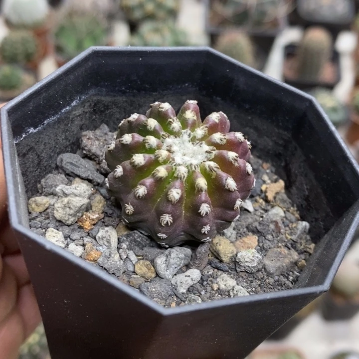 实生紫皮奇特球特价