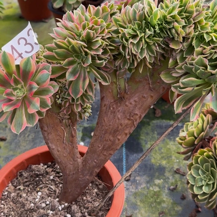 000000000000433女郎缀