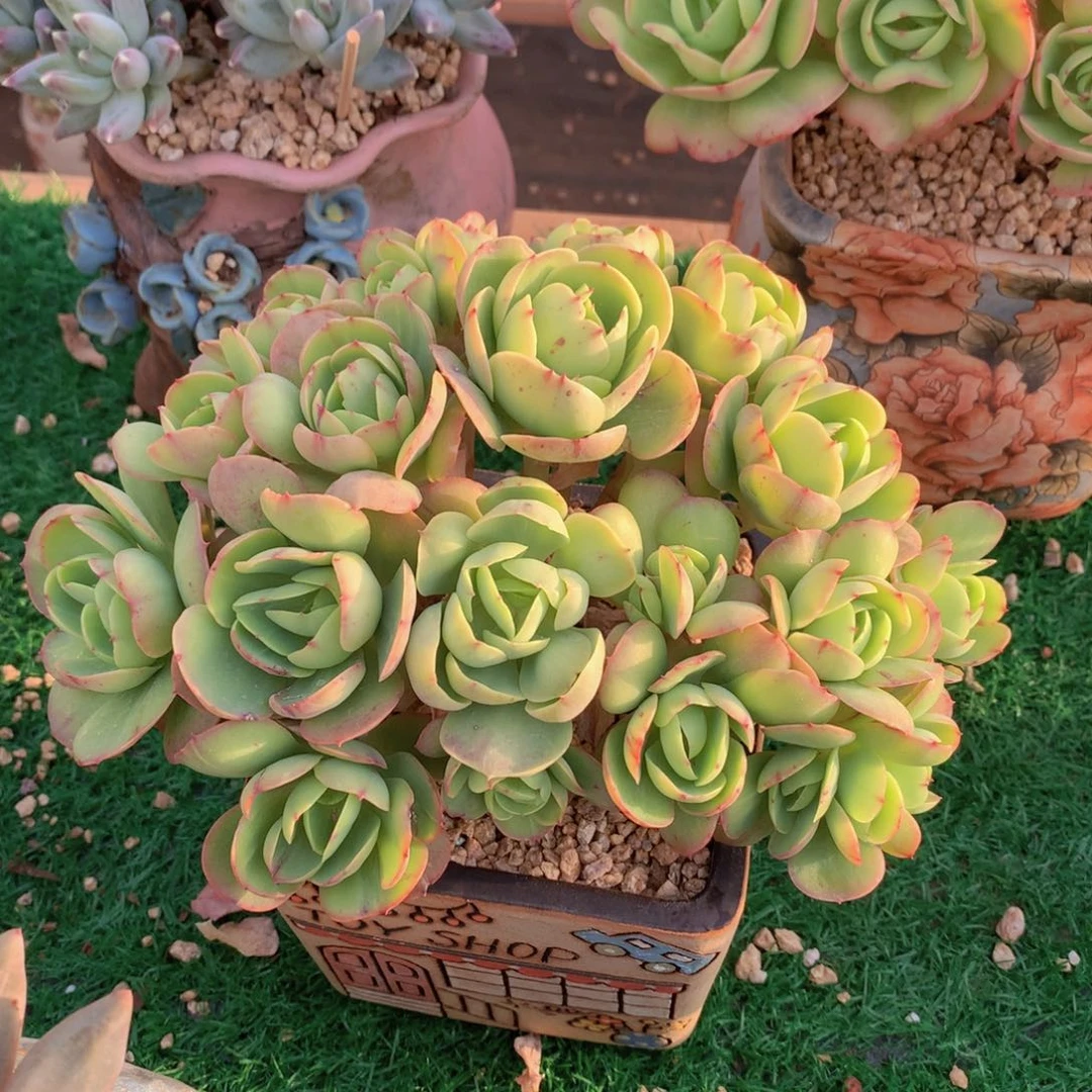 碧桃朵朵16 公分一物一拍