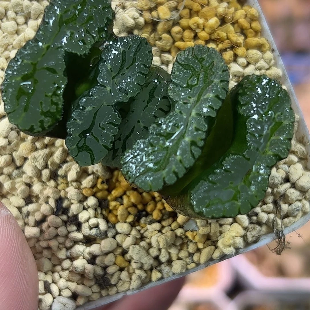 多**剧海盗玉扇十二卷多肉植物满