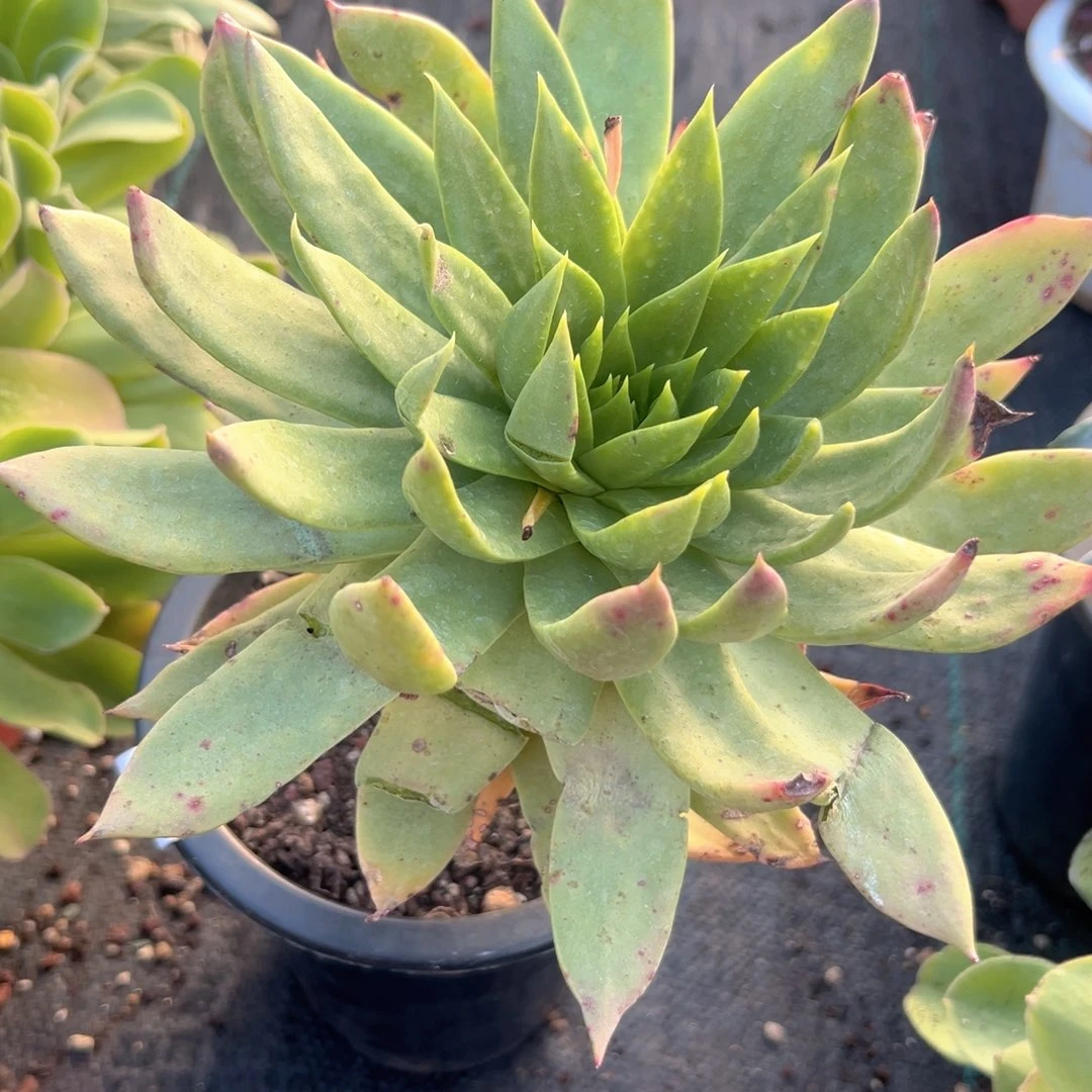 野生仙女杯一株进口