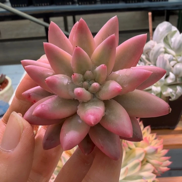 红蜻蜓锦，大头盖，有须根