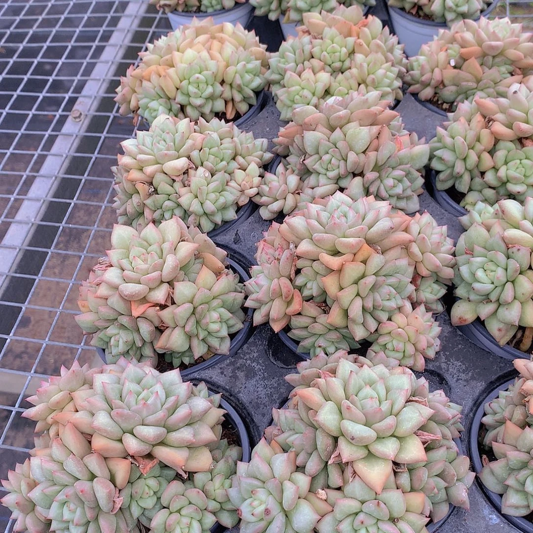 黄金象牙3568999000