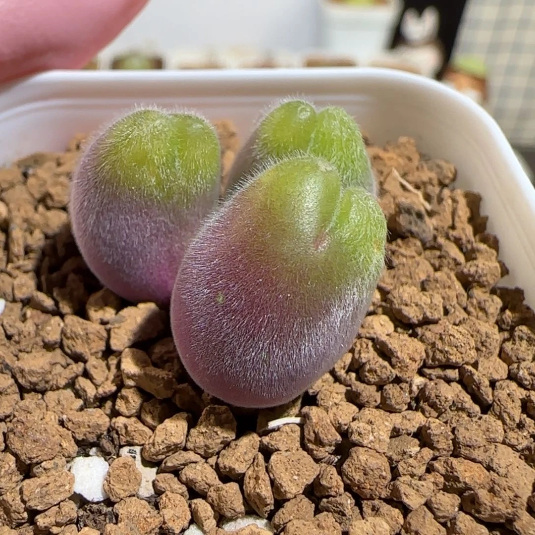 肉锥多肉植物组合-长毛翠滴有疤1178