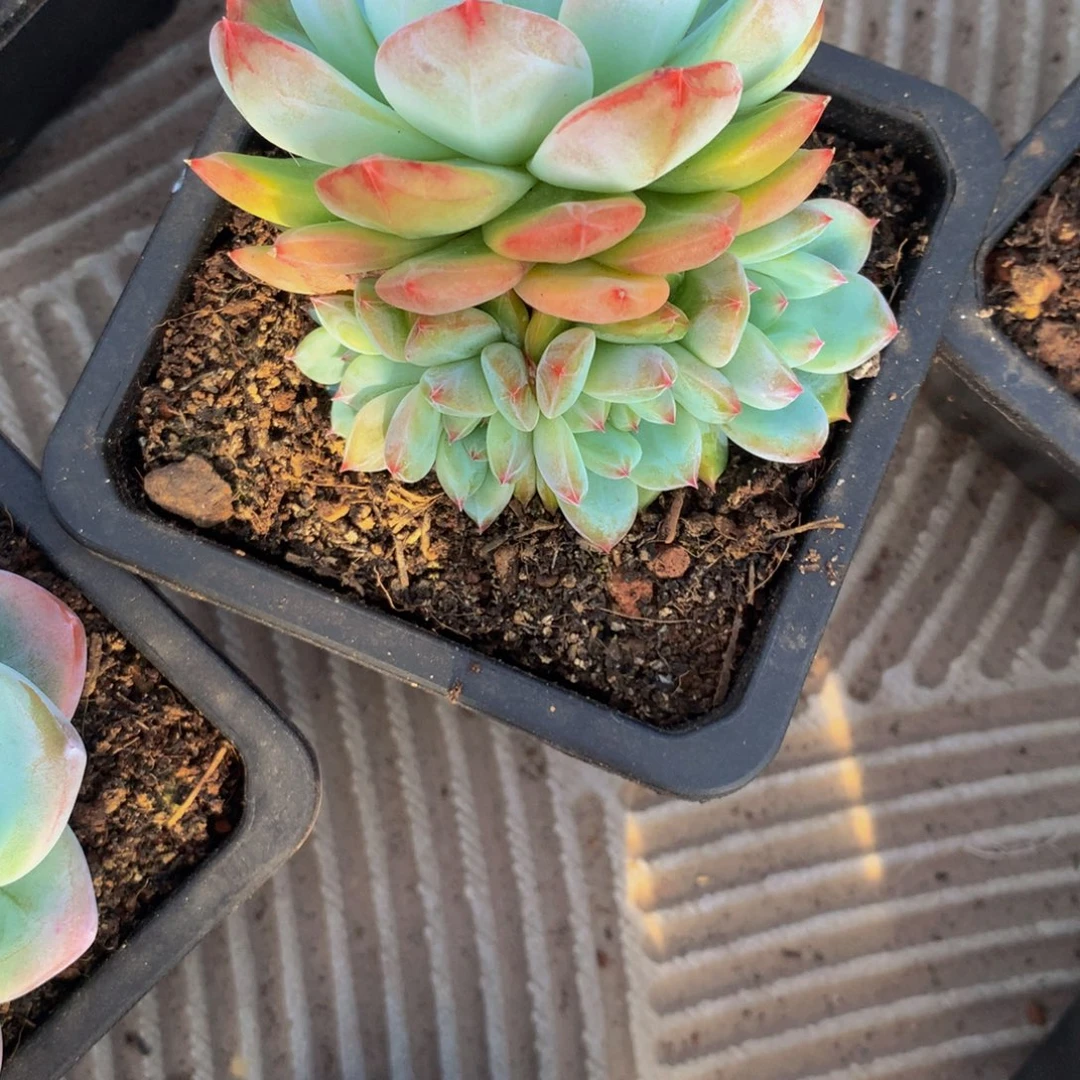 橙杂小群多肉植物