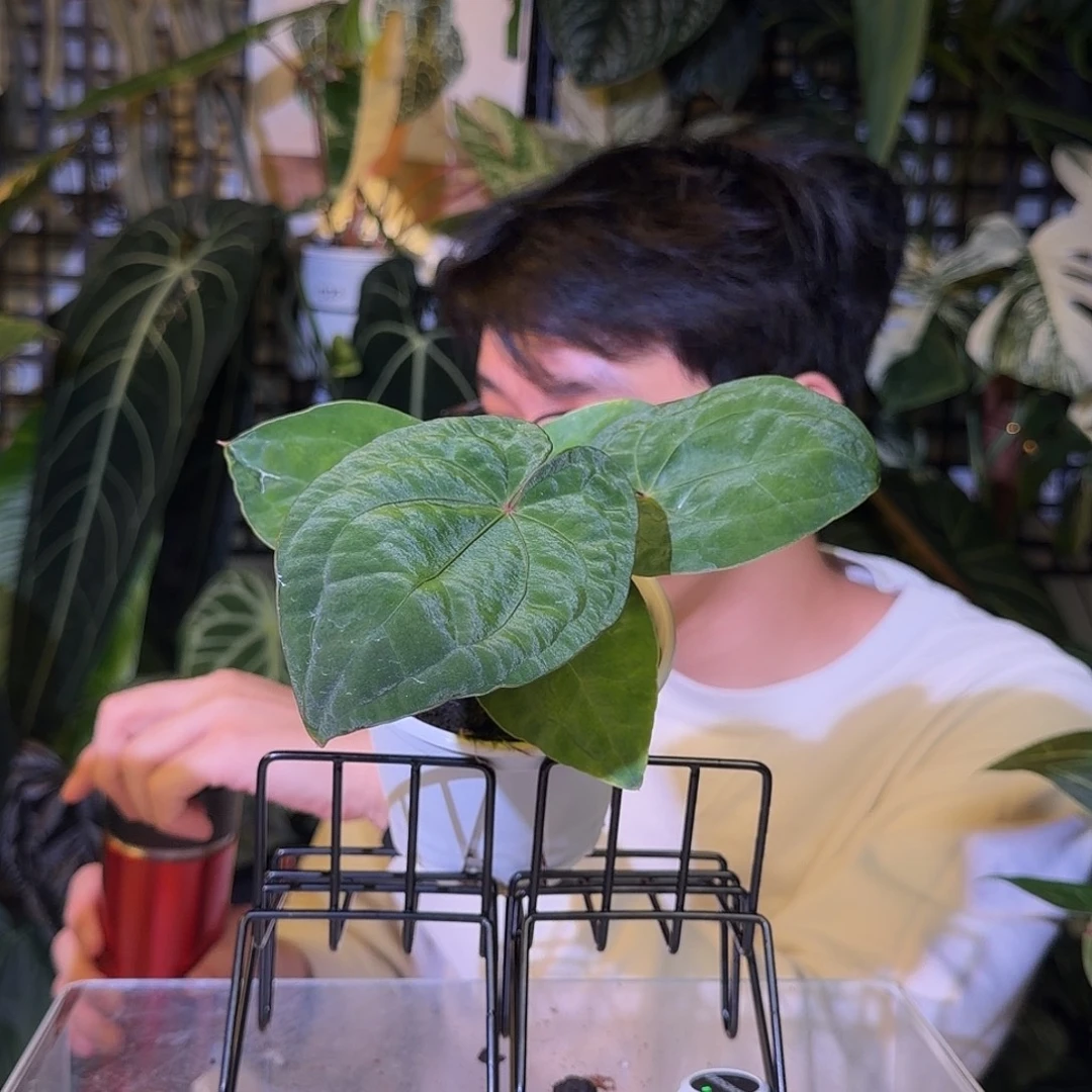 完全开放G40  黑桃杂霍夫曼