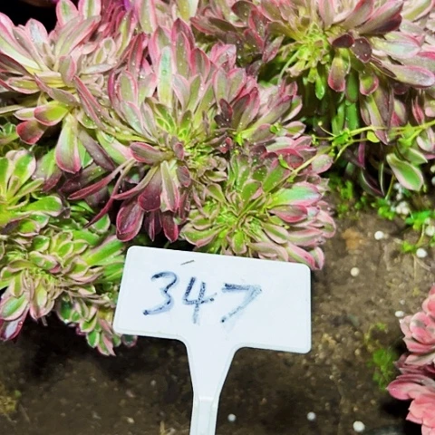 多肉植物女神缀花