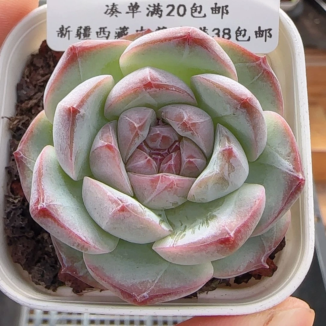 多肉0625-110糖心糖心