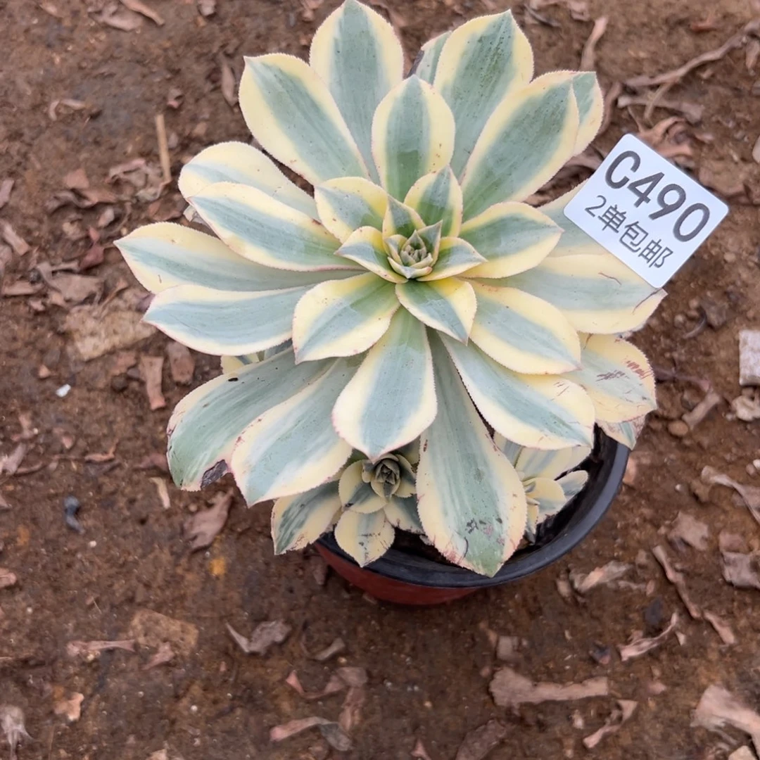 490多肉 灿烂发货叶片有黑斑介意勿拍