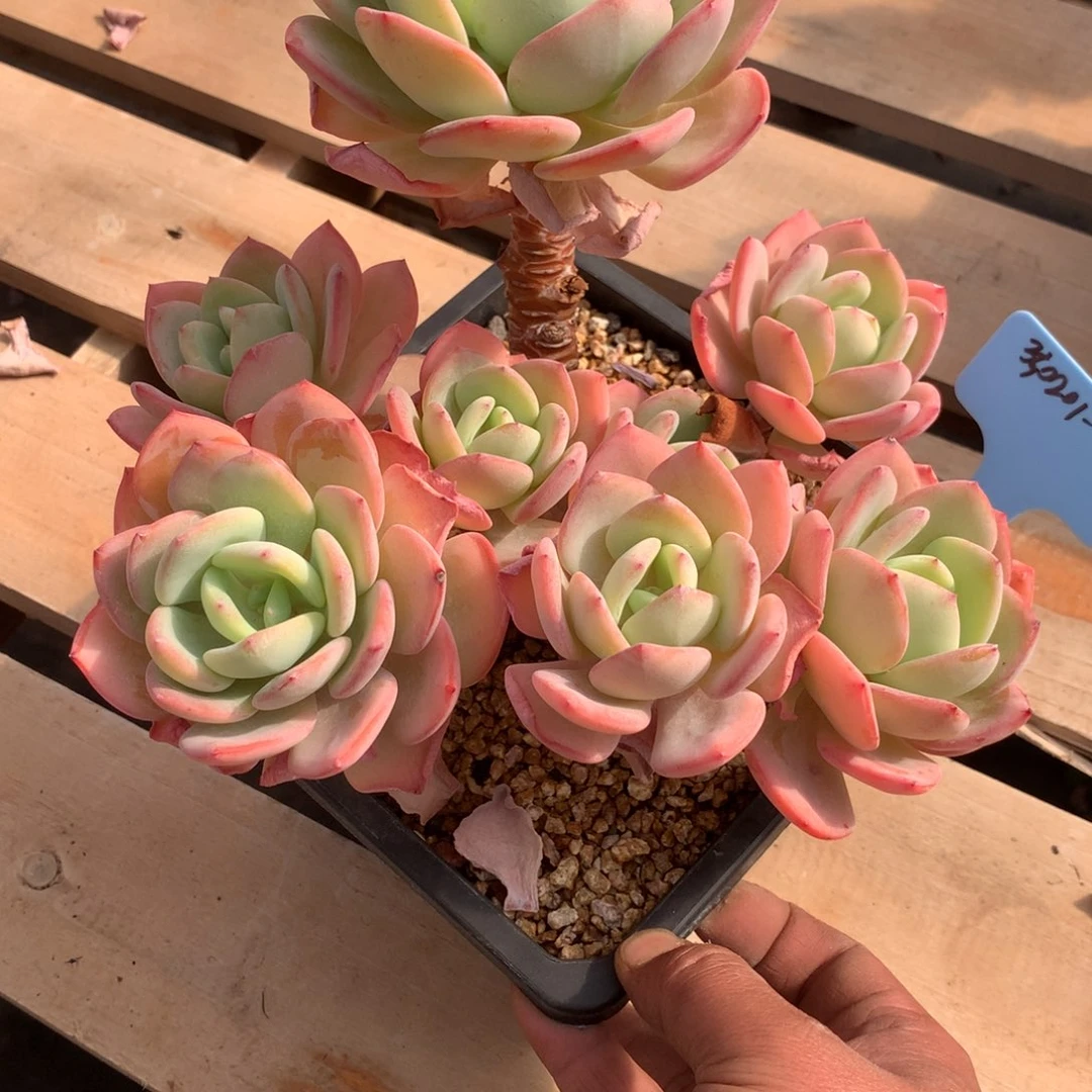 玉*350201-11白月光