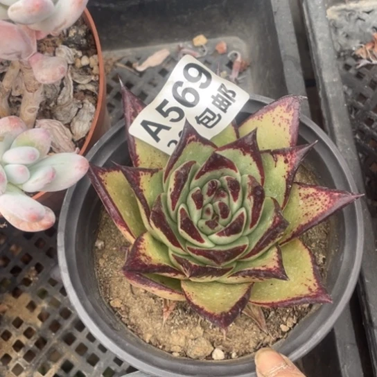 多肉植物569乌木