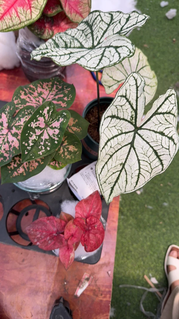 彩叶芋一物一拍链接