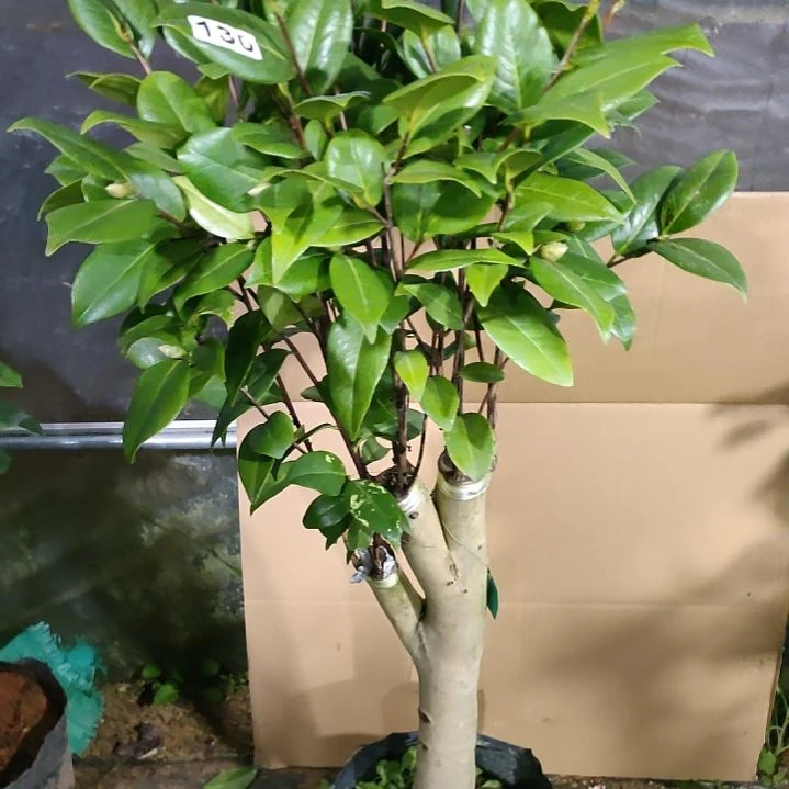 130紫棋，原盆原土发货