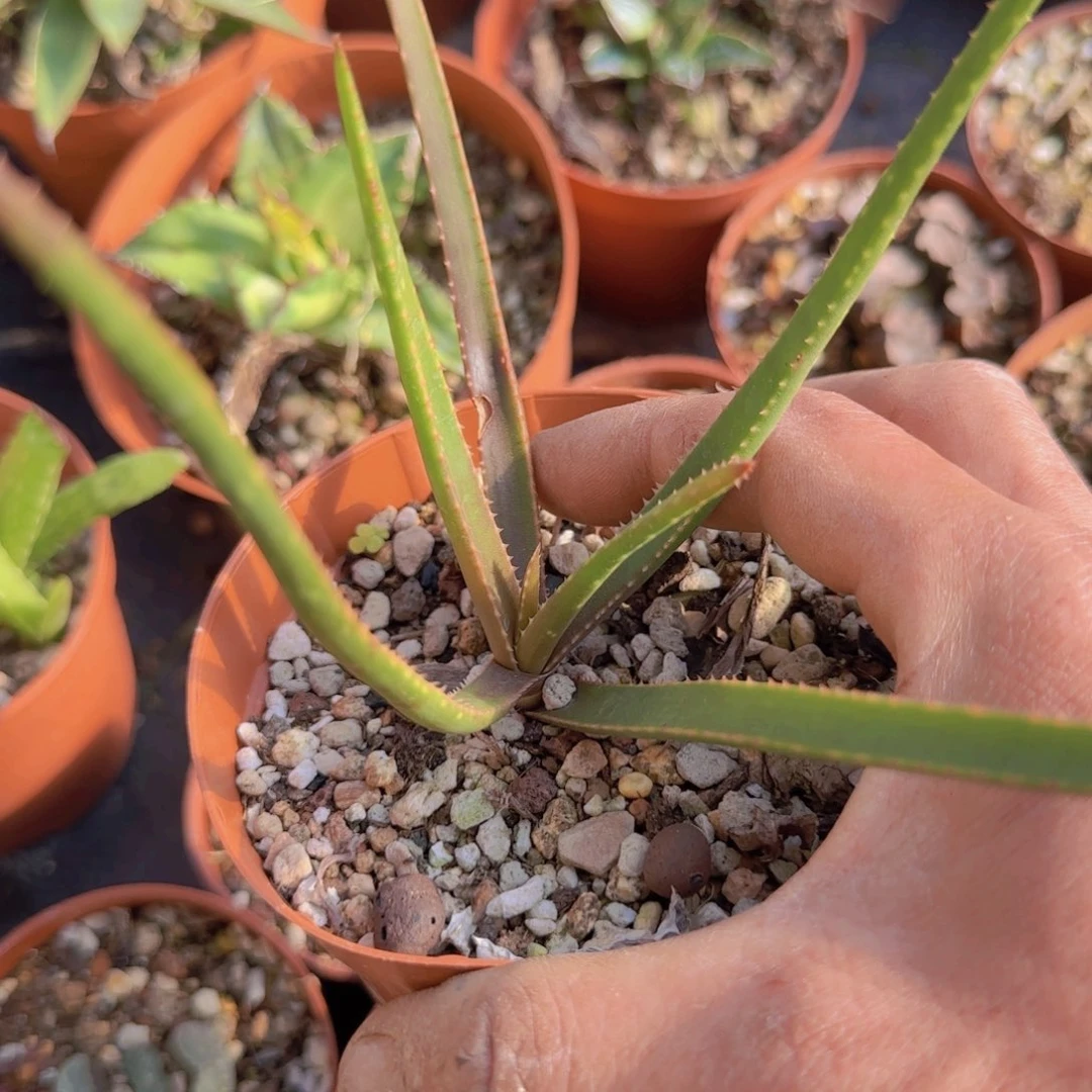 十***时块根植物块根植物