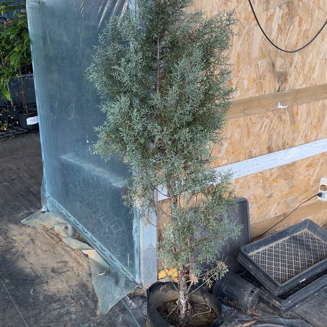 完全开放蓝冰柏高度1.7m