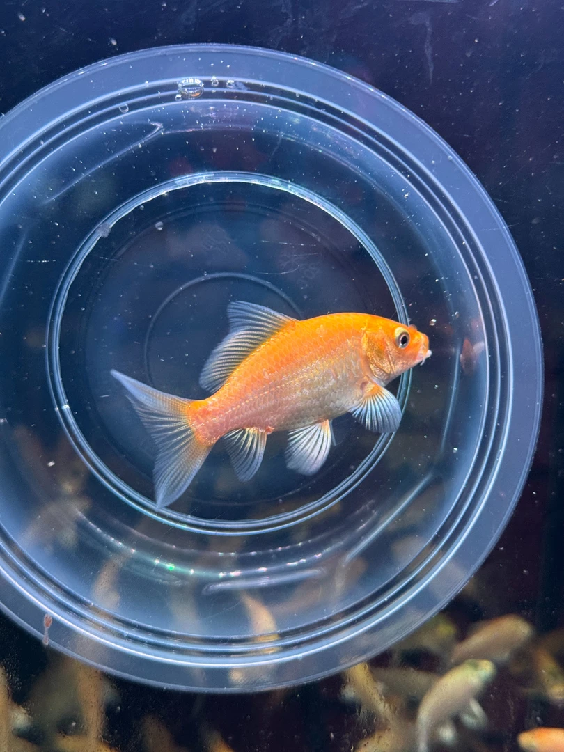 普身蝴蝶鲤短身好养冷水耐活长鳍长尾淡水观赏鱼