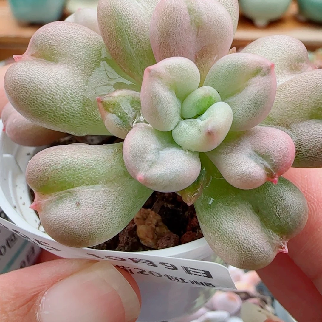 花语逸镜1009-385比尔盖茨