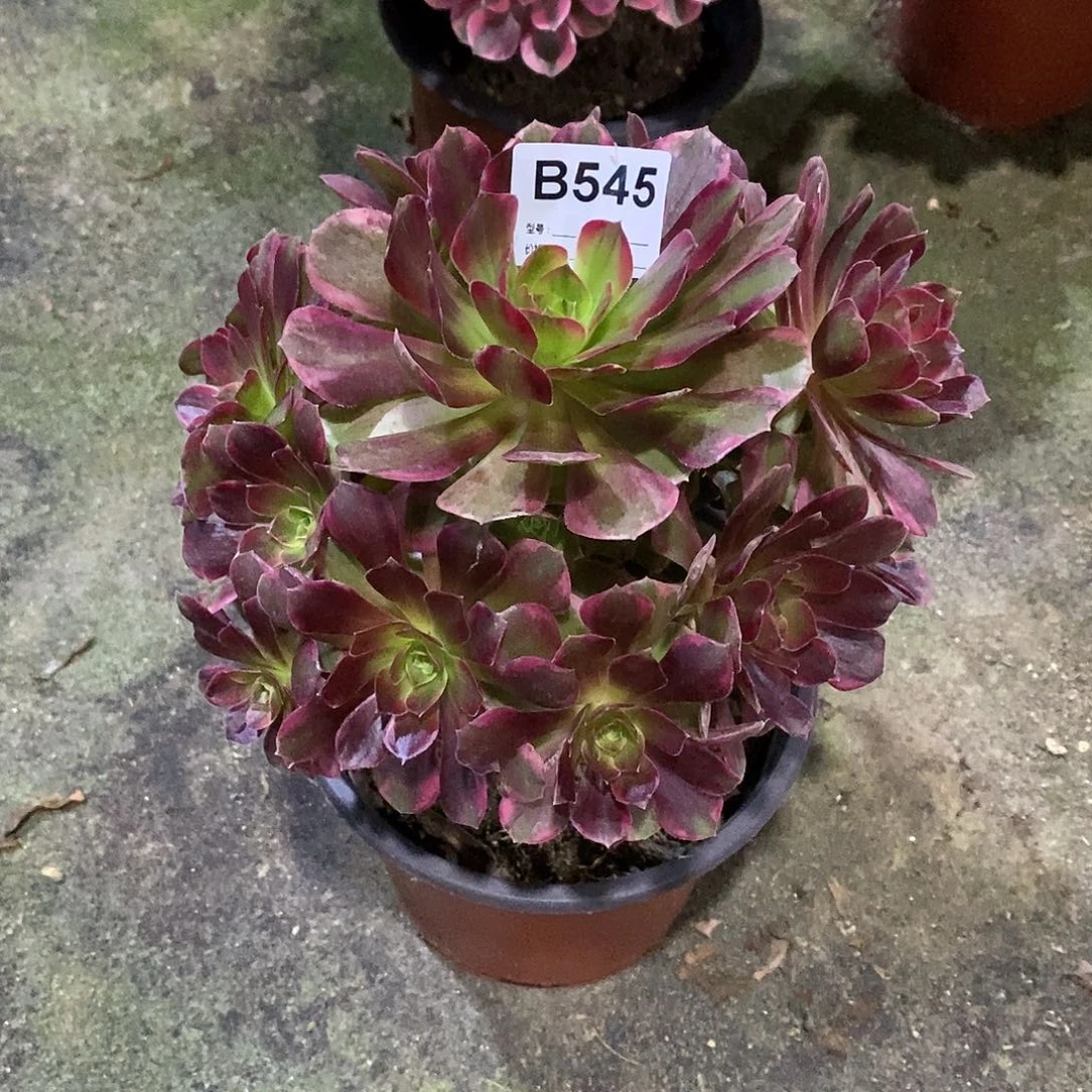 幸**人安娜多肉植物545