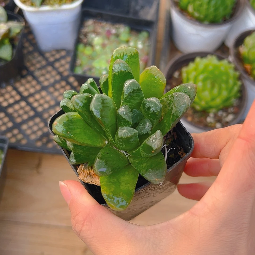 实生万象多肉多肉1