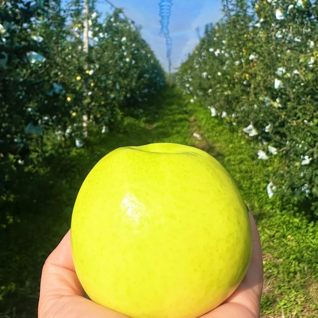 陕西绿丰源高山新鲜采摘脆甜多汁瑞雪苹果京东快发（大果）