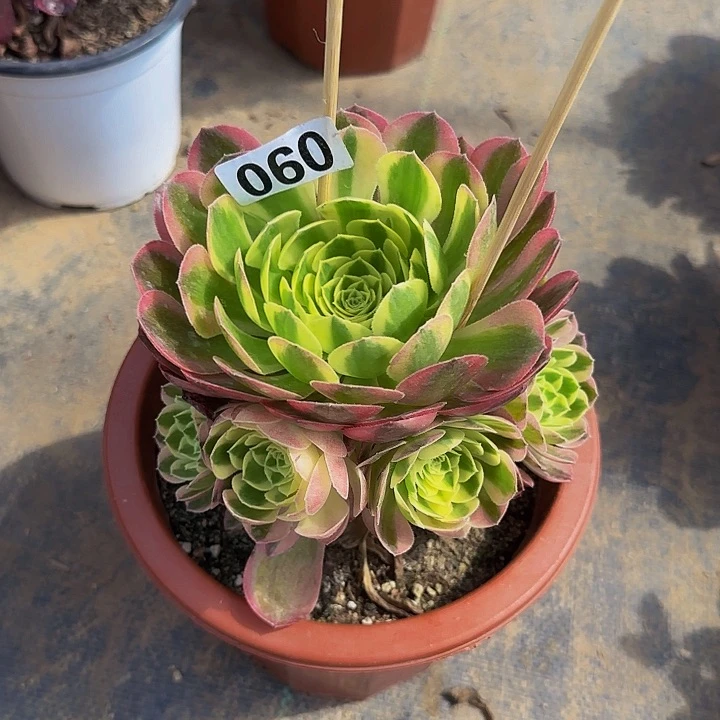 m****o060玉姿法师