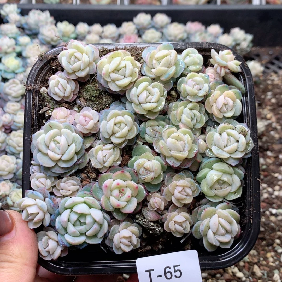 无花朵T65干冰英语