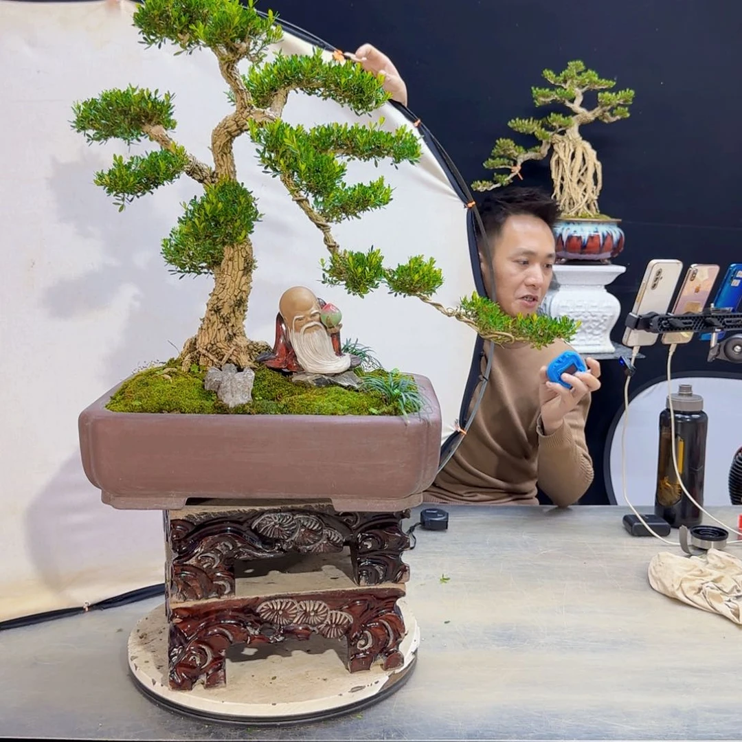 高端盆景艺术作品