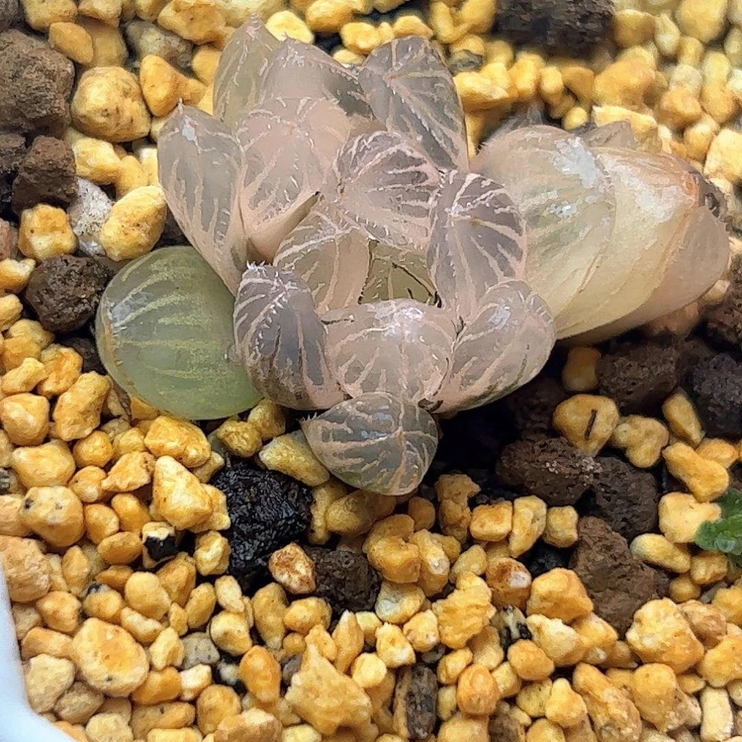 糊斑蓝镜锦十二卷多肉