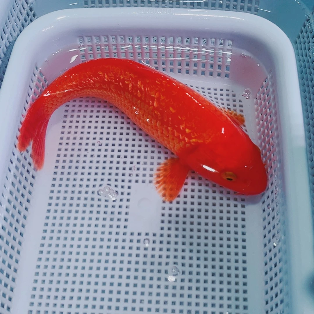 锦鲤锦鲤冷水鱼观赏