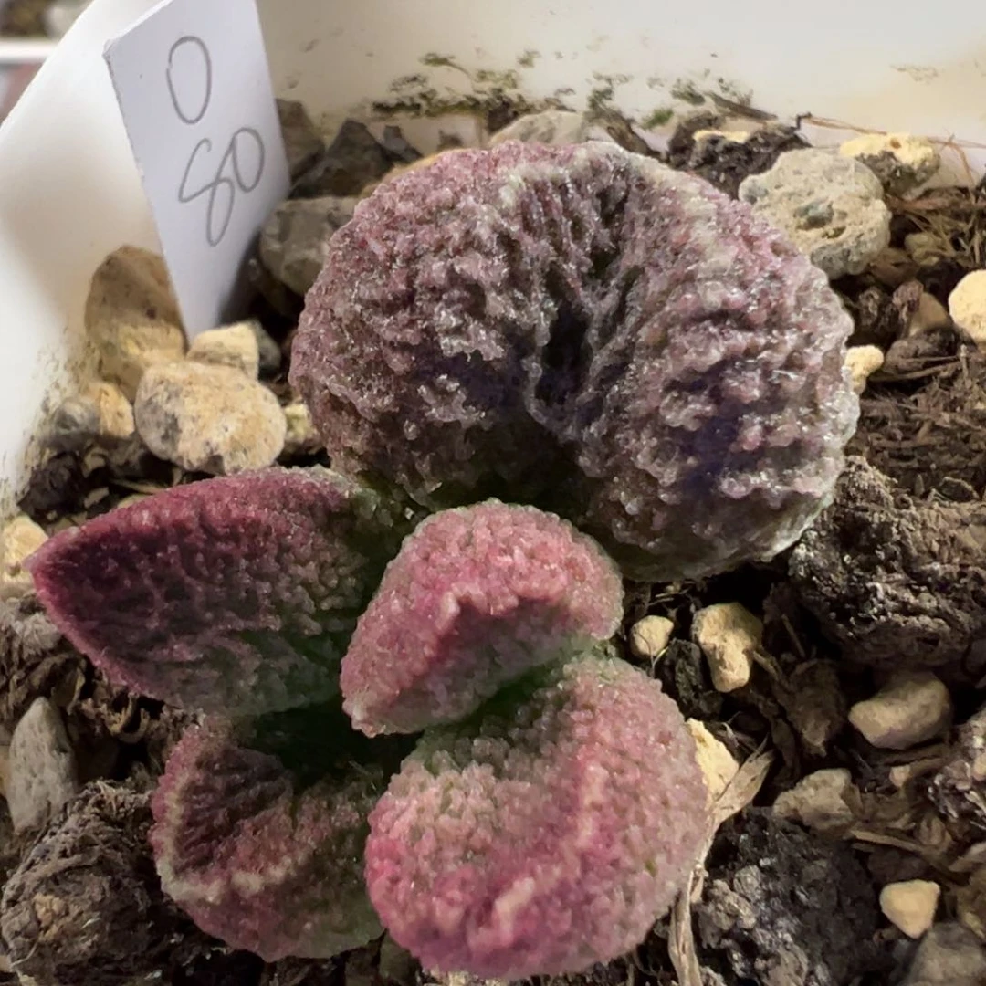 冰晶颗粒款实生新品多肉植物水泡