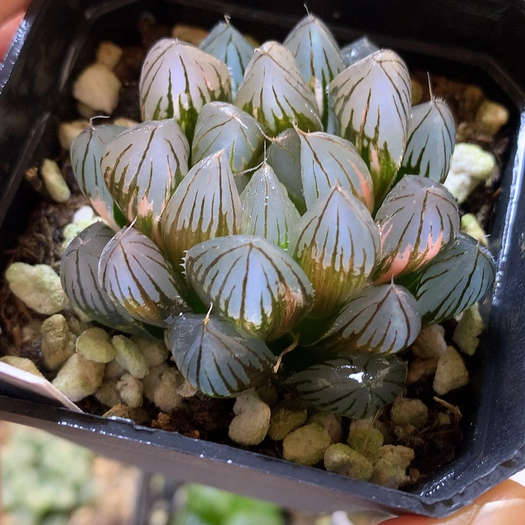 霓虹灯玉露锦带盆土发货