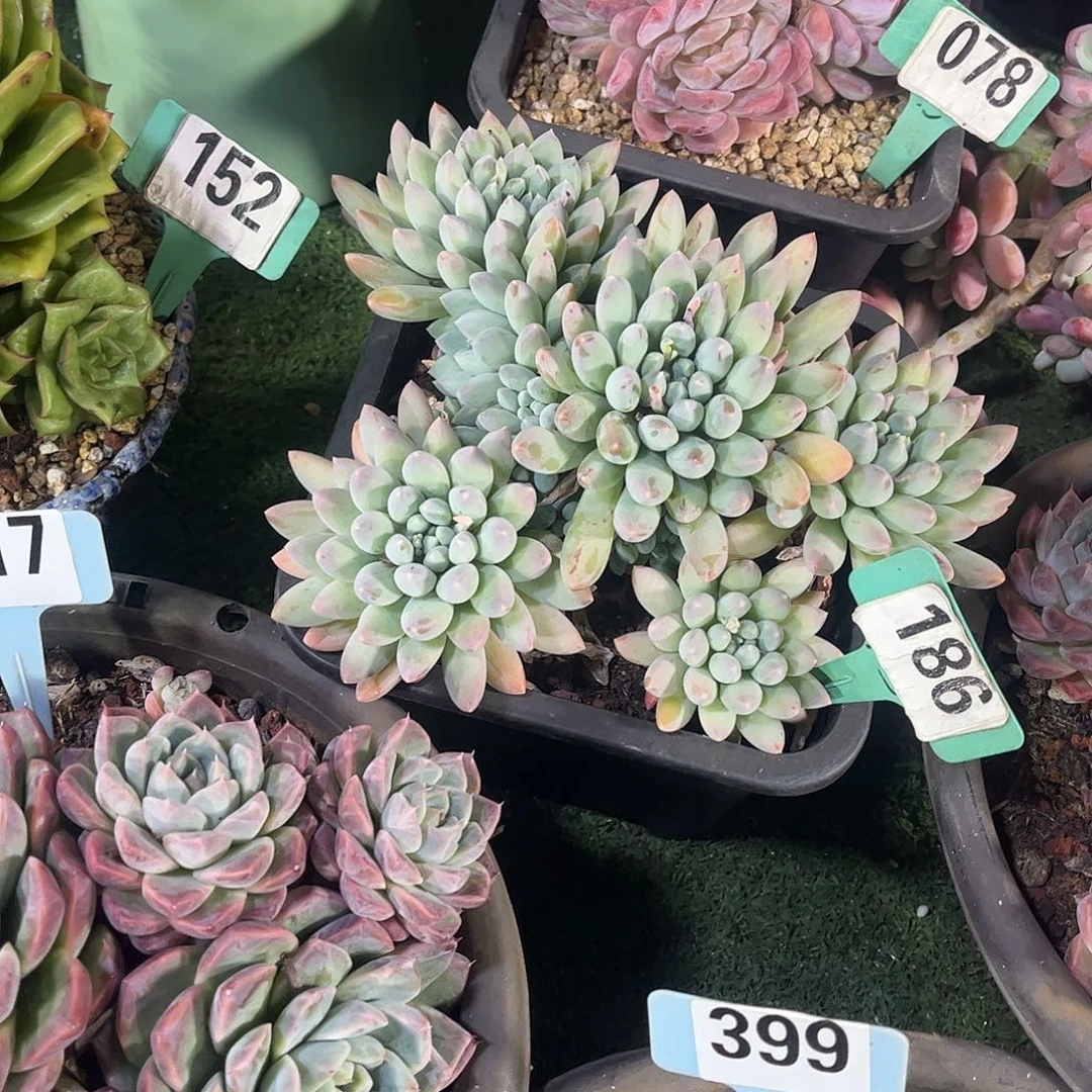 小***k小叶奶糖多肉橙哎玫瑰多肉186